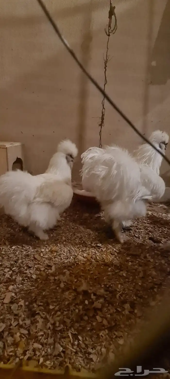 ديك ودجاجه قطنيات 3
