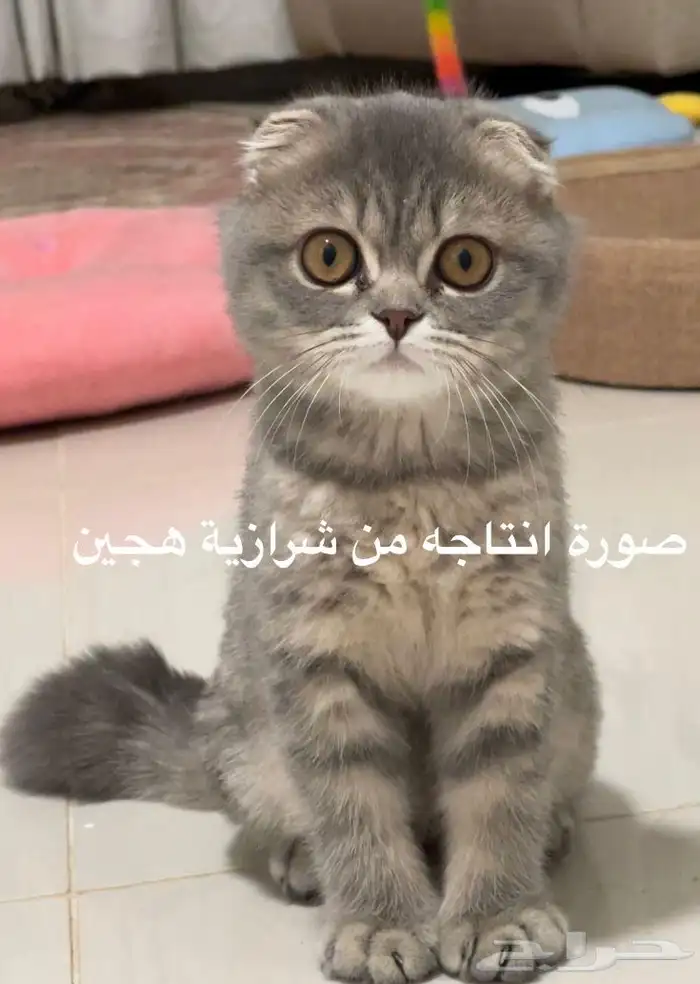 ذكر سكوتش فولد ضخم للتزاوج 5