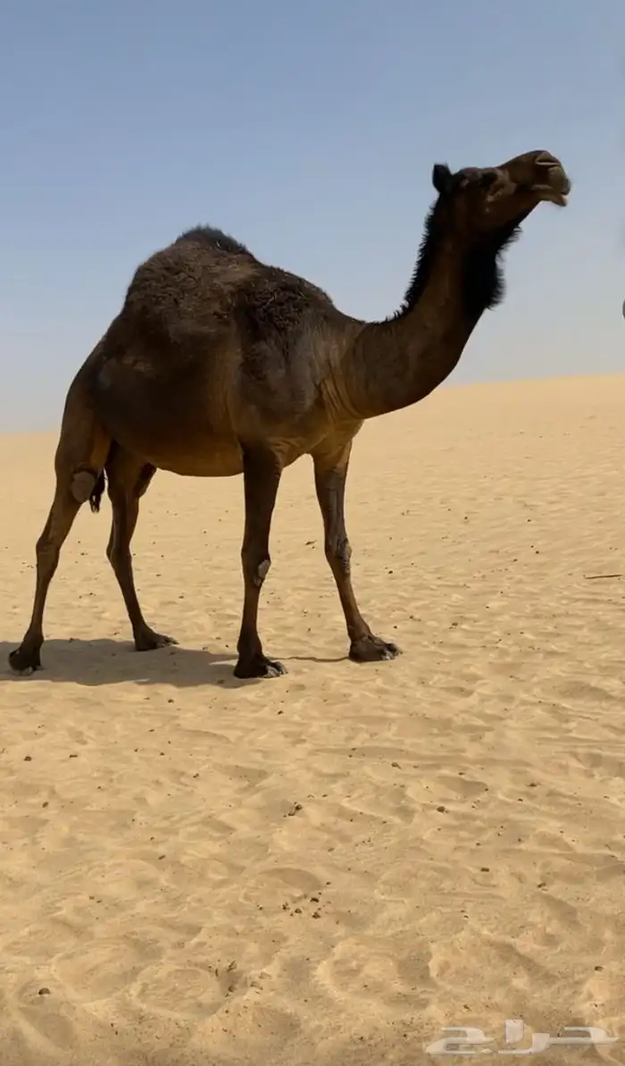 مجاهيم كفو حيل 0