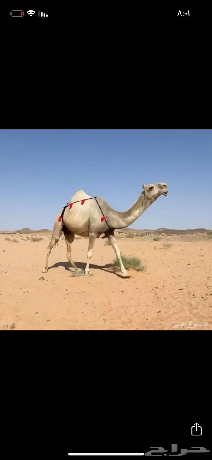 لقحه شقحى كفو 1