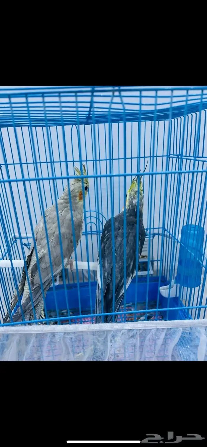 زوج كروان 1