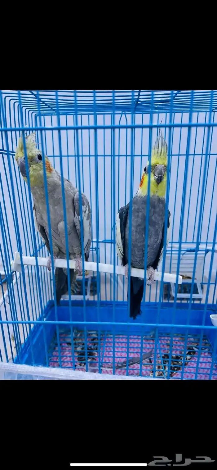 زوج كروان 2