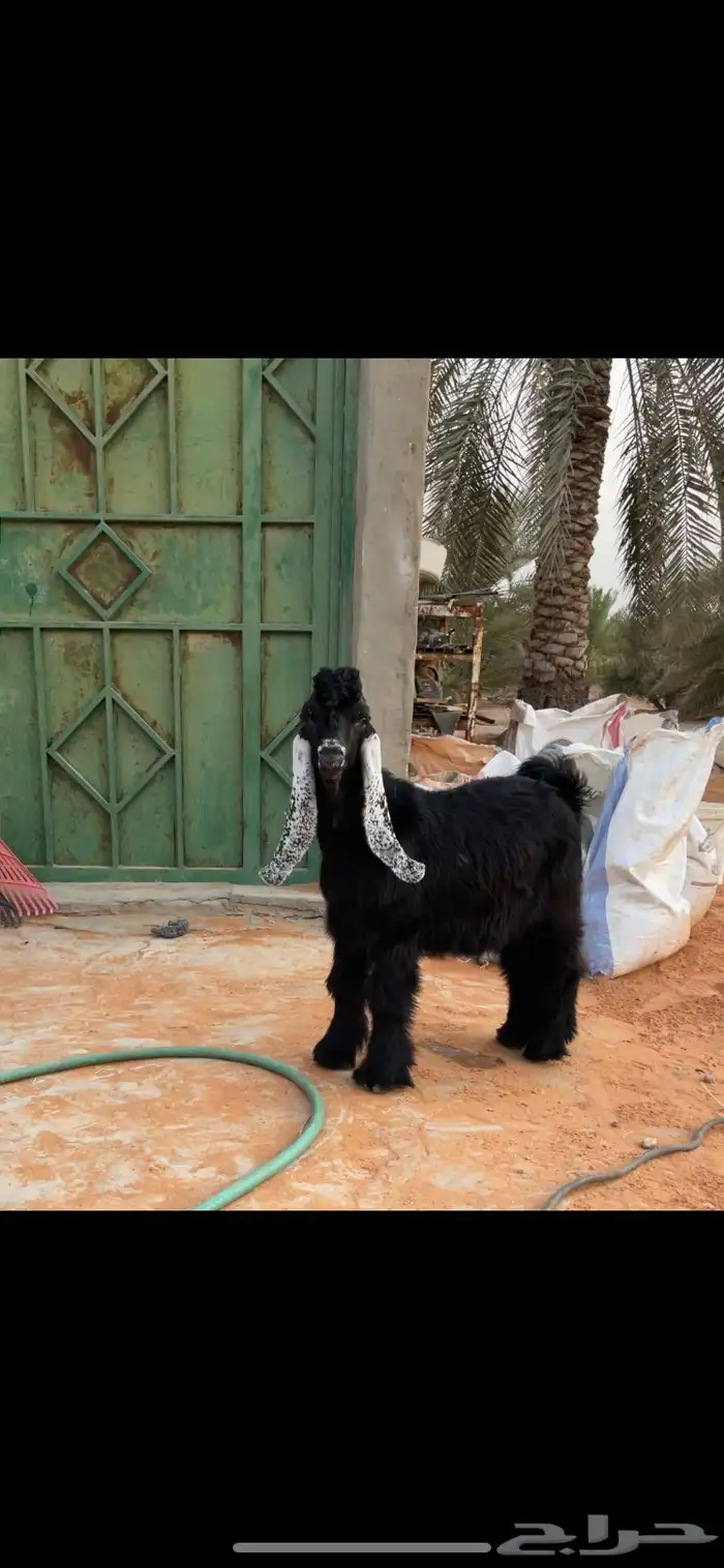 جفر عارضي مشروع فحل صنف 3
