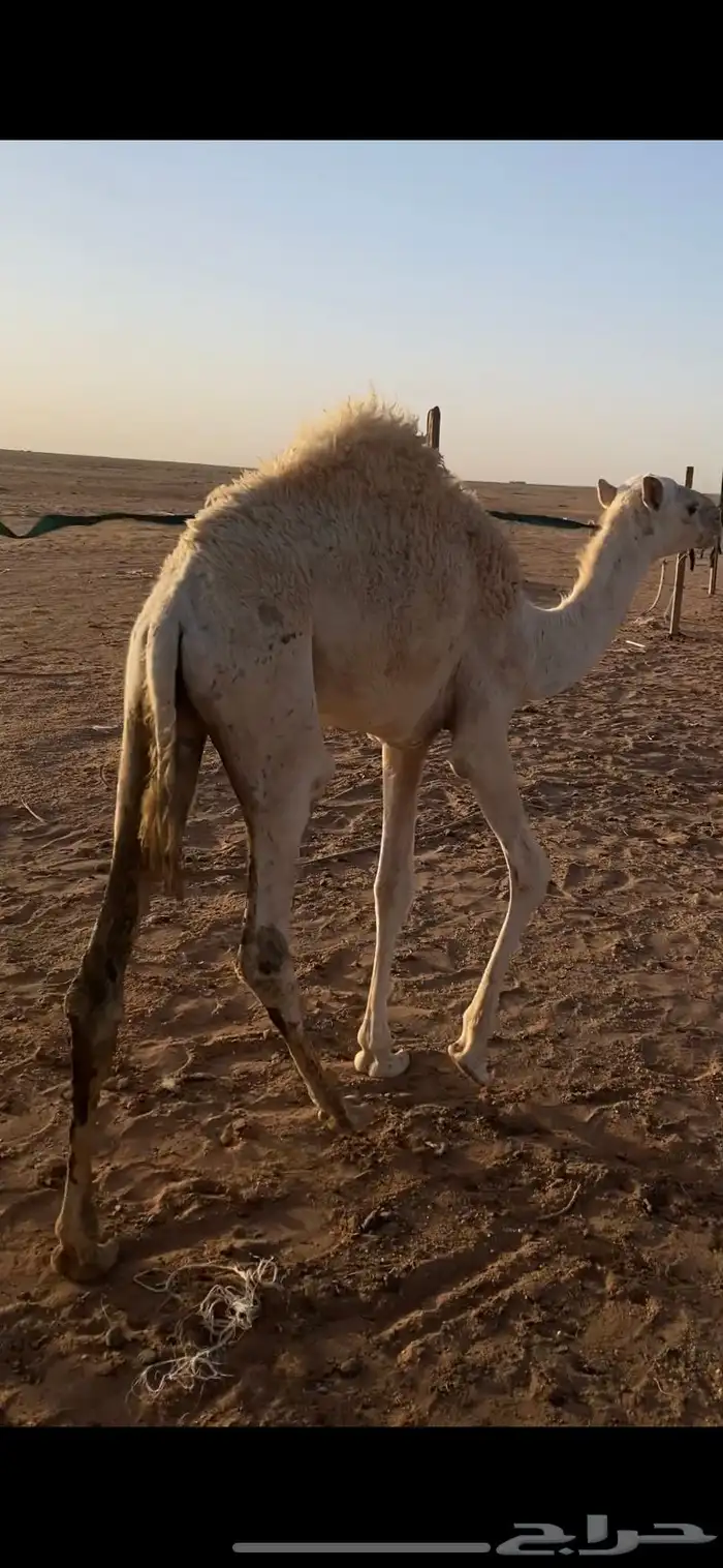 للبيع حاشي 4