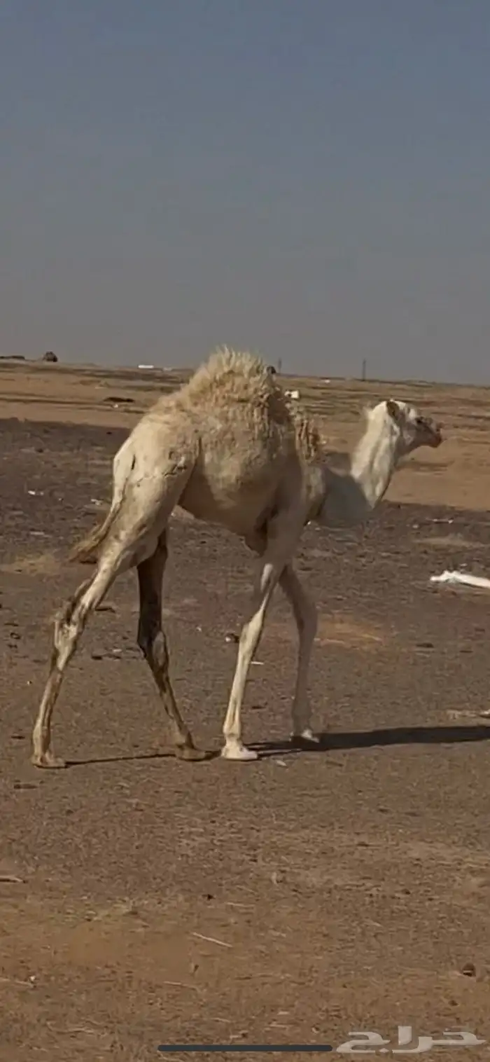 للبيع حاشي 3