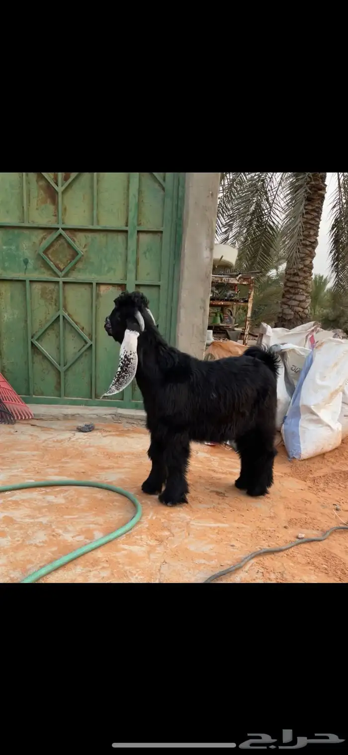 جفر عارضي مشروع فحل صنف 1