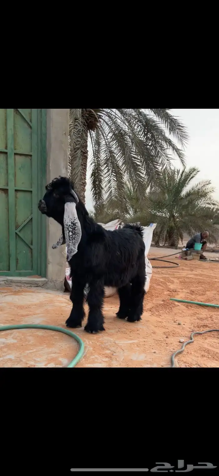 جفر عارضي مشروع فحل صنف 0