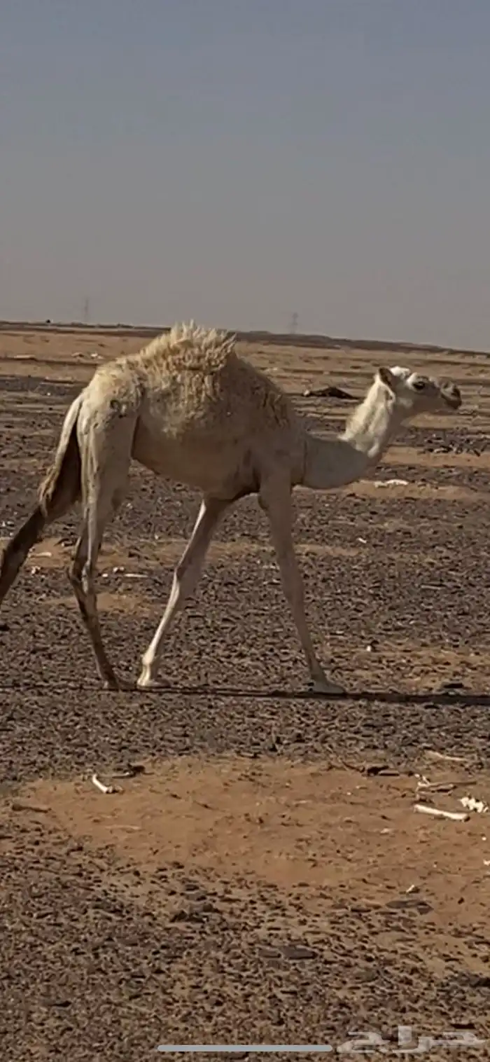 للبيع حاشي 1