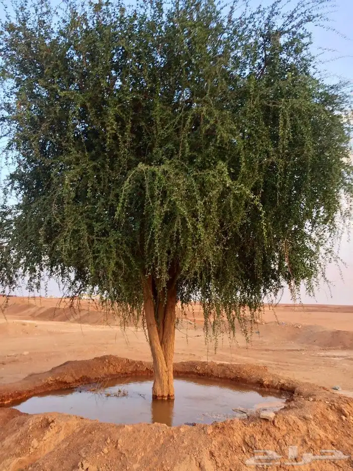 بذور الهجليج تمر صحراء البري 2