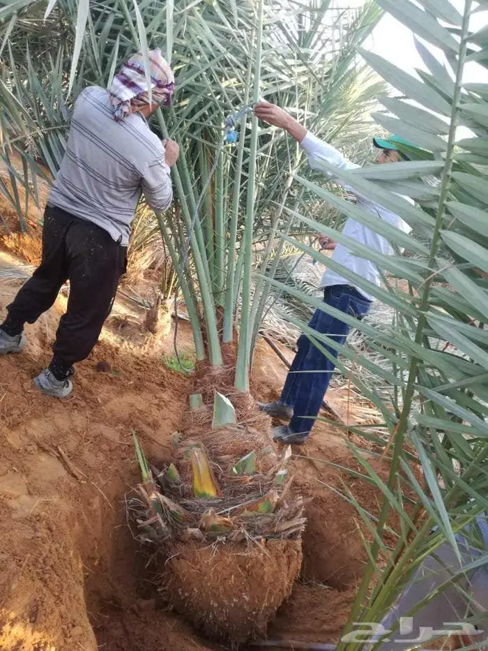 نخل للبيع اخلاص شيشي منيفي سكري نخيل صفاوي فروخ نقايل 0