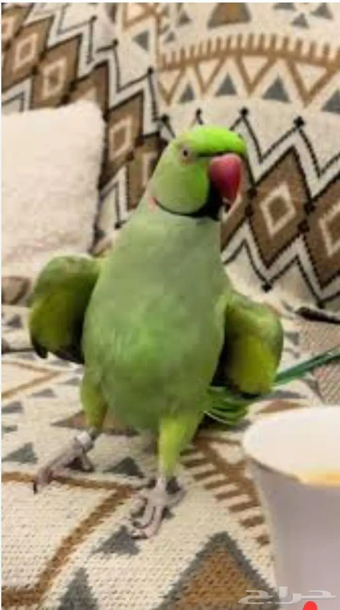 مطلوب دره متكلم قران 0