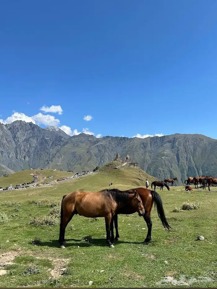 جداول سياحية وبكجات وسواقين في دولة جورجيا 69