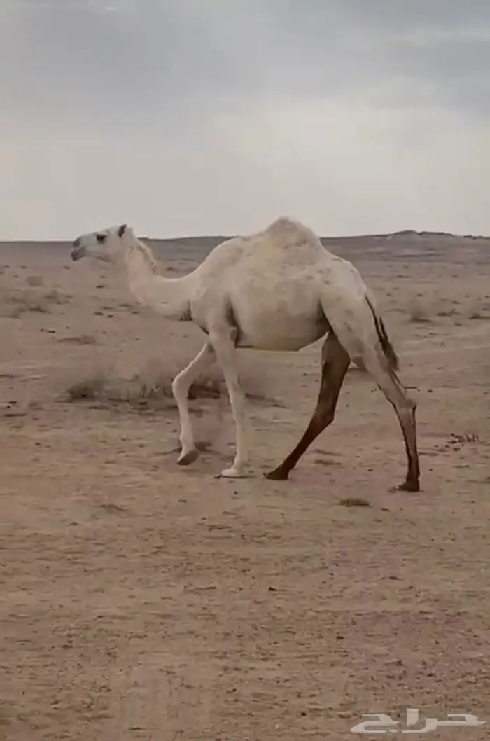 للبيع البكره الحقه 0