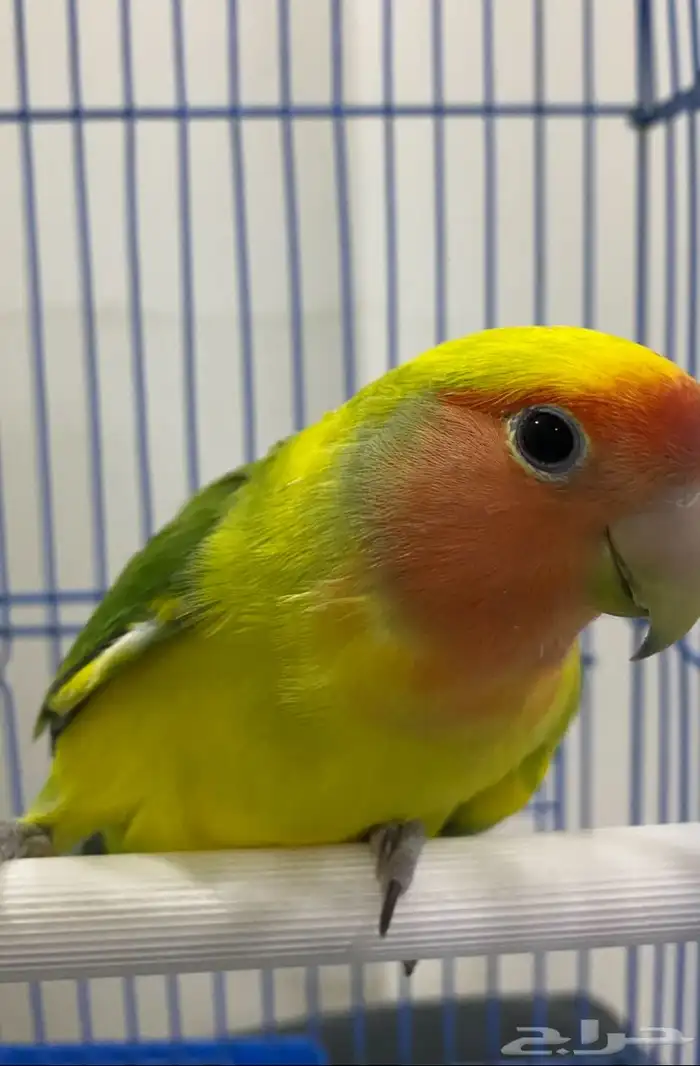 للبيع 2