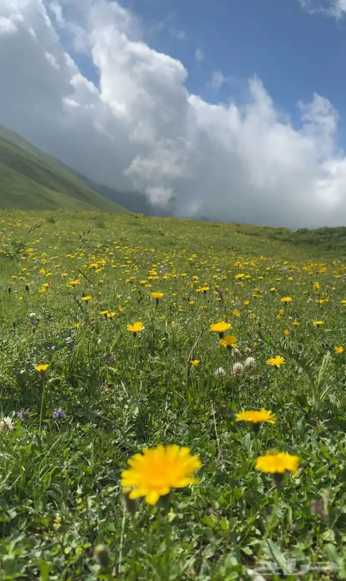 جداول سياحية وبكجات وسواقين في دولة جورجيا 30