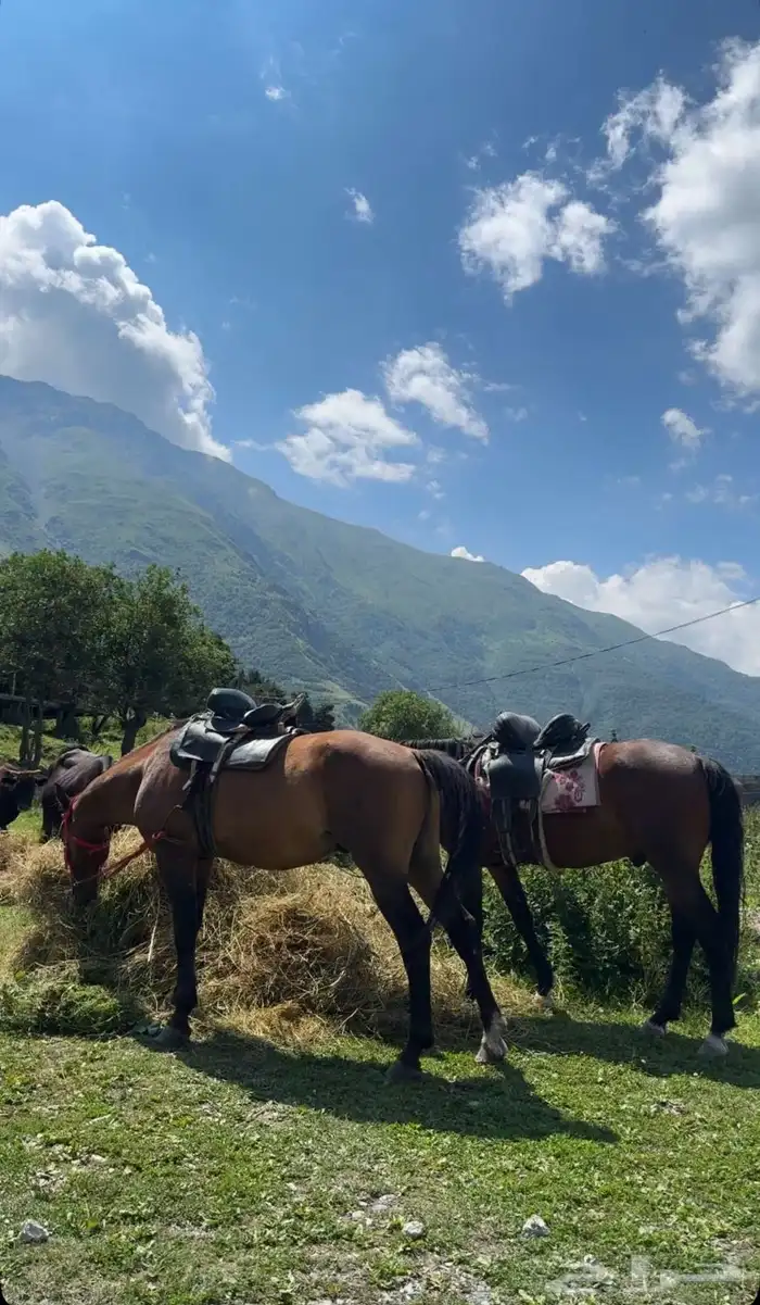 جداول سياحية وبكجات وسواقين في دولة جورجيا 31