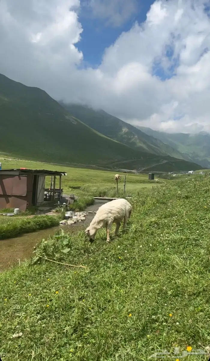 جداول سياحية وبكجات وسواقين في دولة جورجيا 37