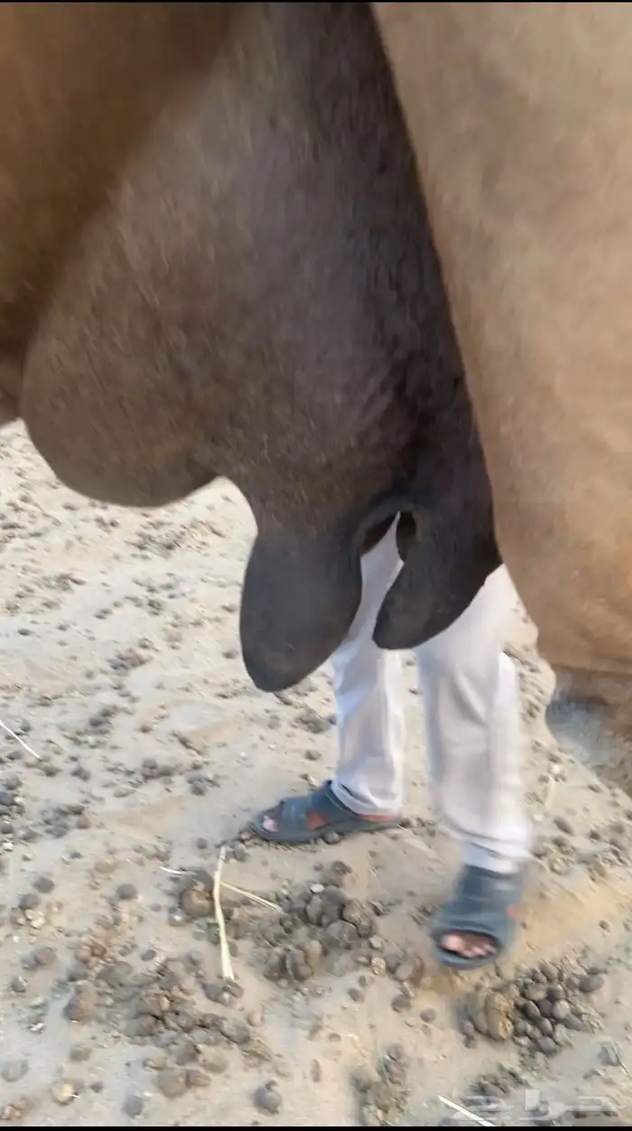 خلفه مصغر ساحليه دهما. تم اللبيع 4
