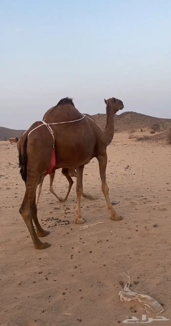 خلفه مصغر ساحليه دهما. تم اللبيع 1