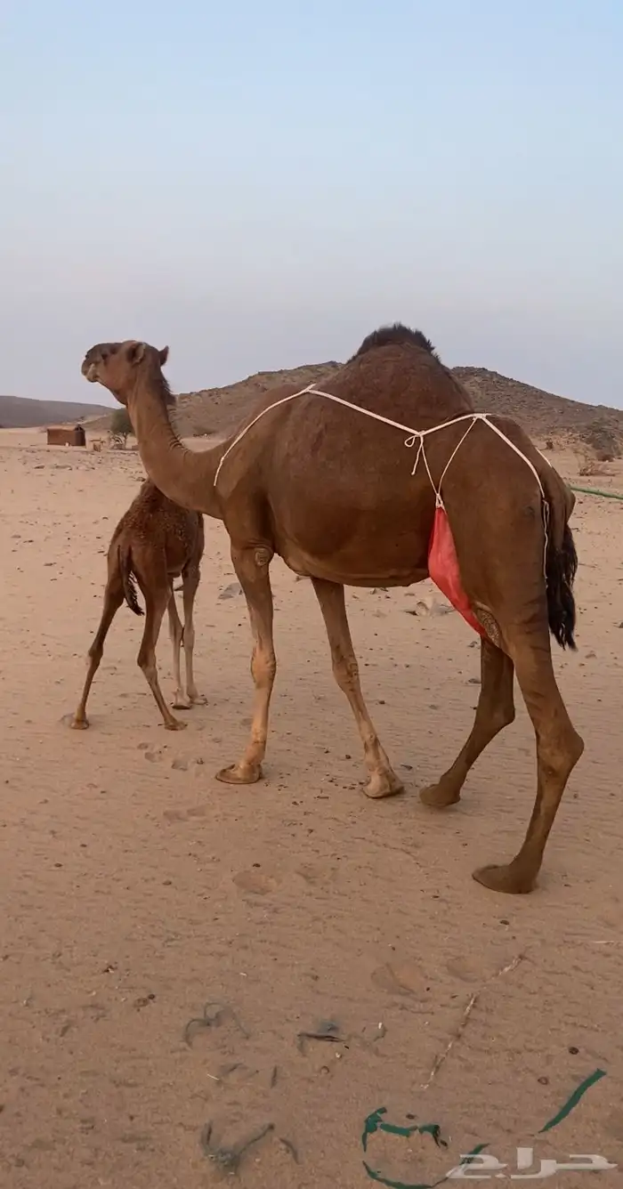 خلفه مصغر ساحليه دهما. تم اللبيع 3