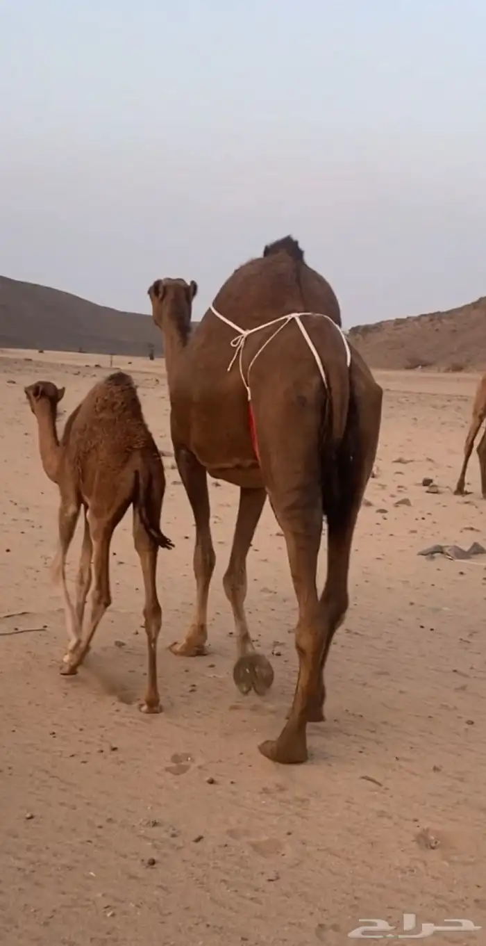 خلفه مصغر ساحليه دهما. تم اللبيع 0