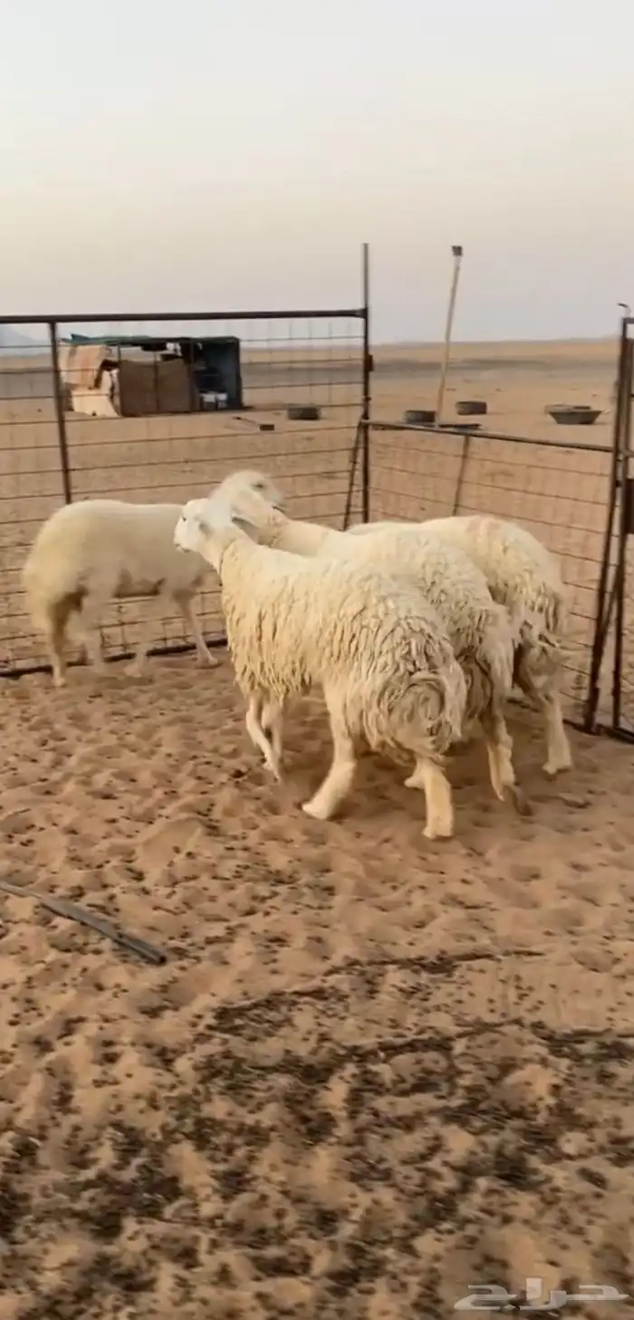 غنم حريات صنف الصنف 4 روس مضاريع3 روس و1 مقروعه قبل شهر 0
