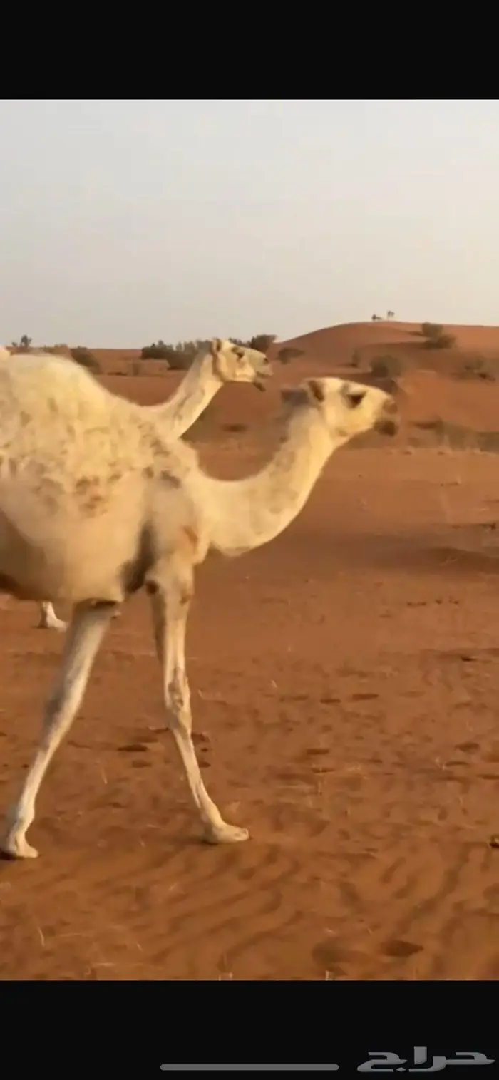 مخللول للبيع 1