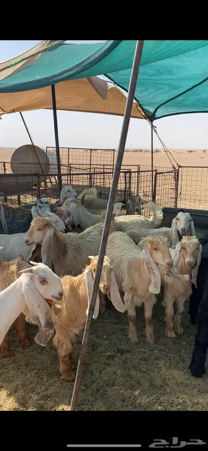 جفار وابوي اغلبها عوارض صفر الصحه شوط 1