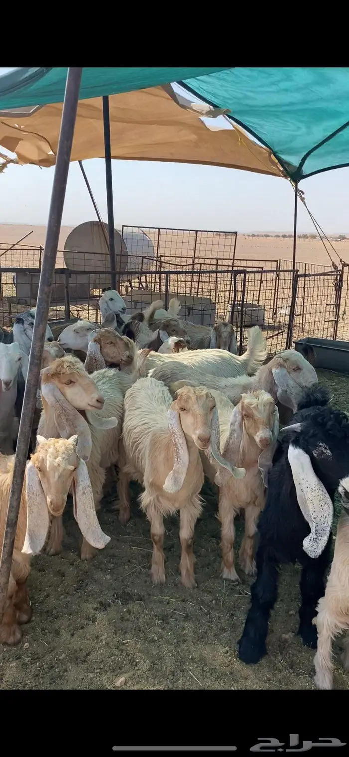 جفار وابوي اغلبها عوارض صفر الصحه شوط 0