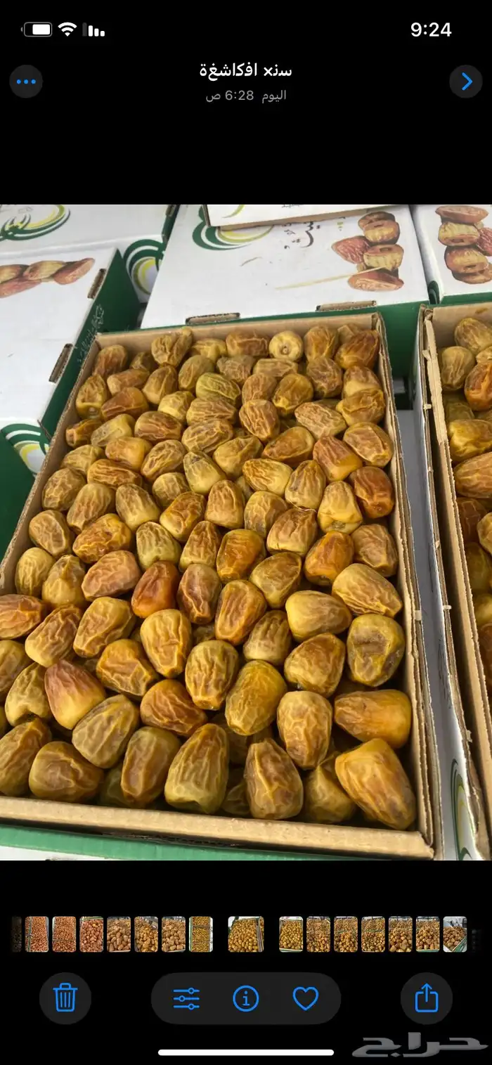 تمر خراف سنه 1447 هجري القصيم 10