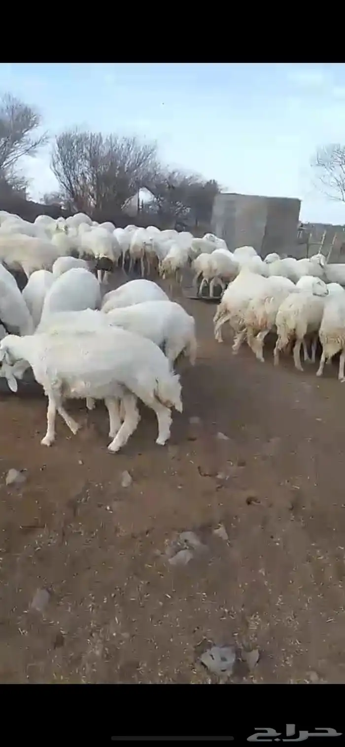 غنم مقاني مقيمه 160 راس 1