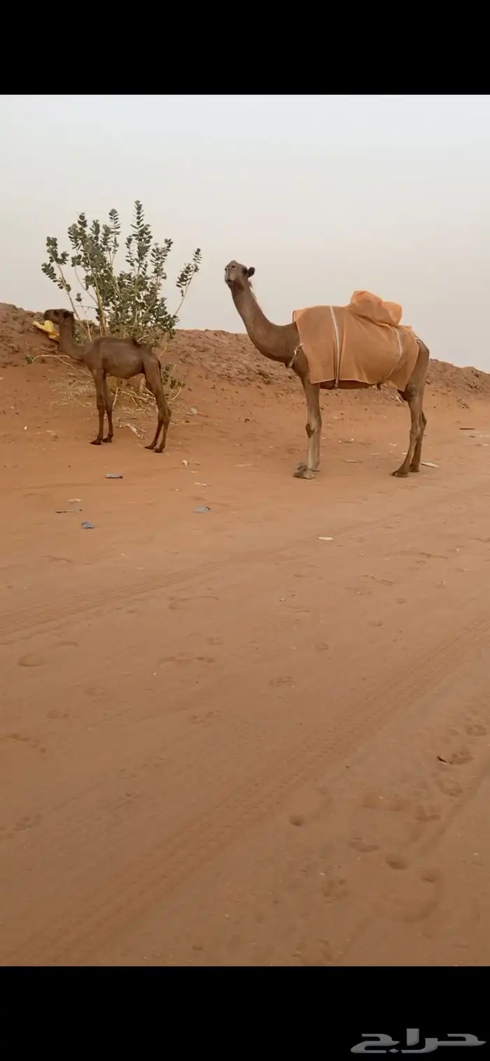خلفة شعلا 0
