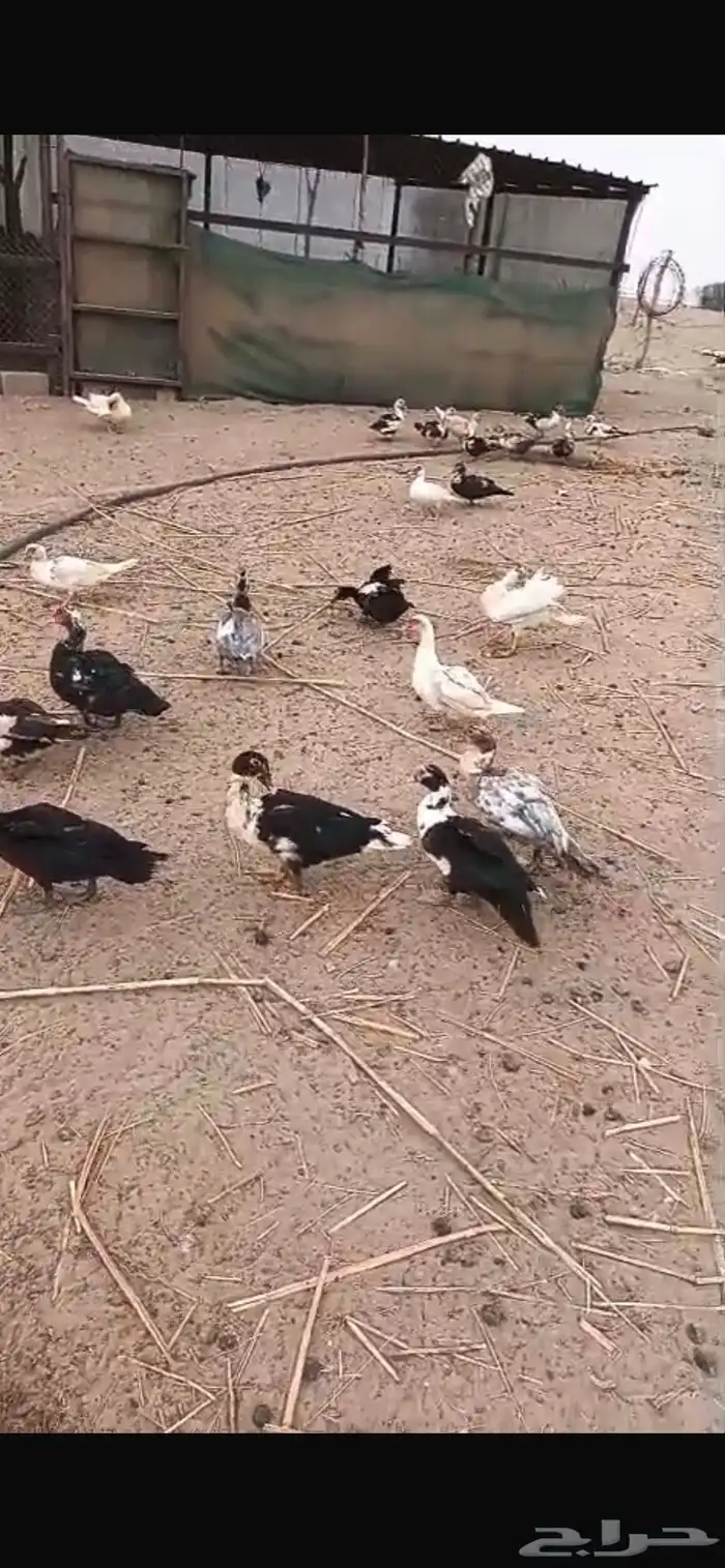 القنفدة القوز 1