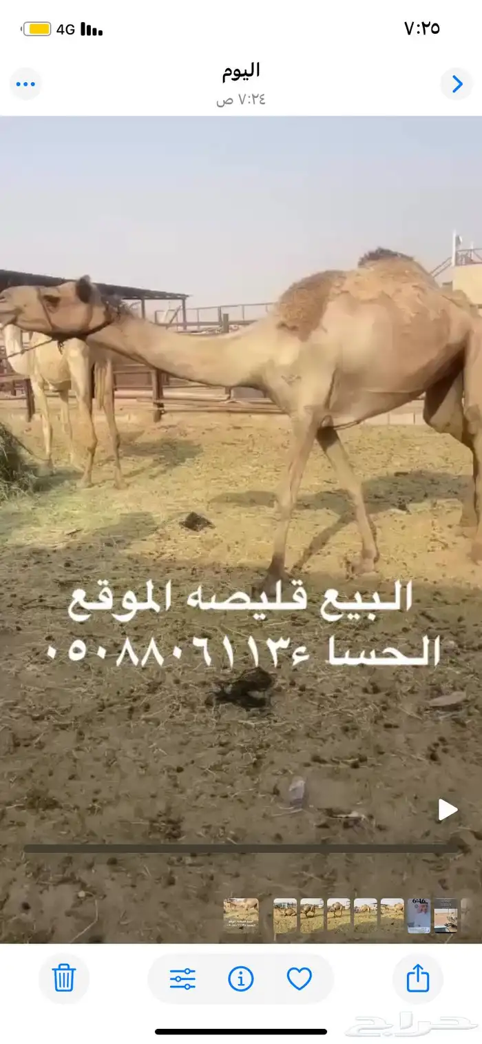 قليصه. البيع 0