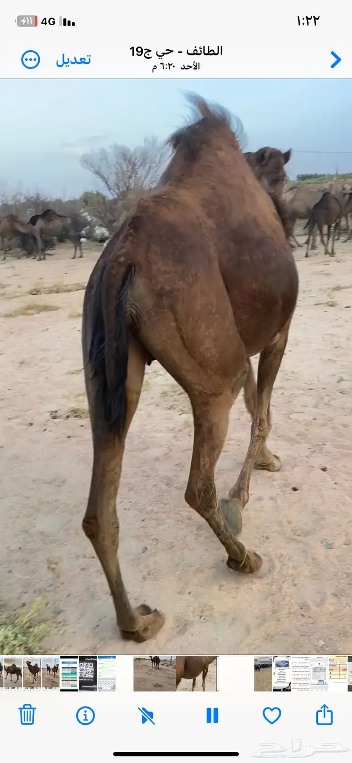 نياق للبيع 0