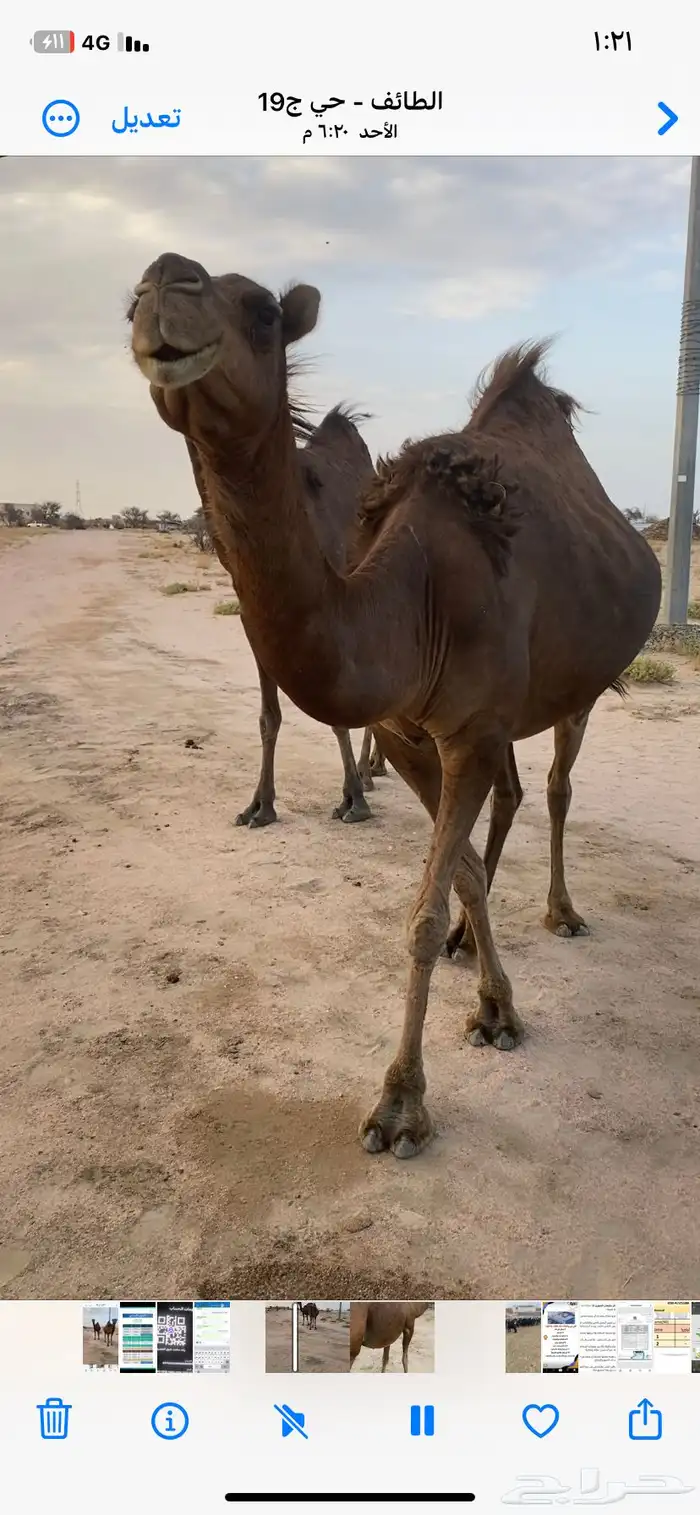 نياق للبيع 10