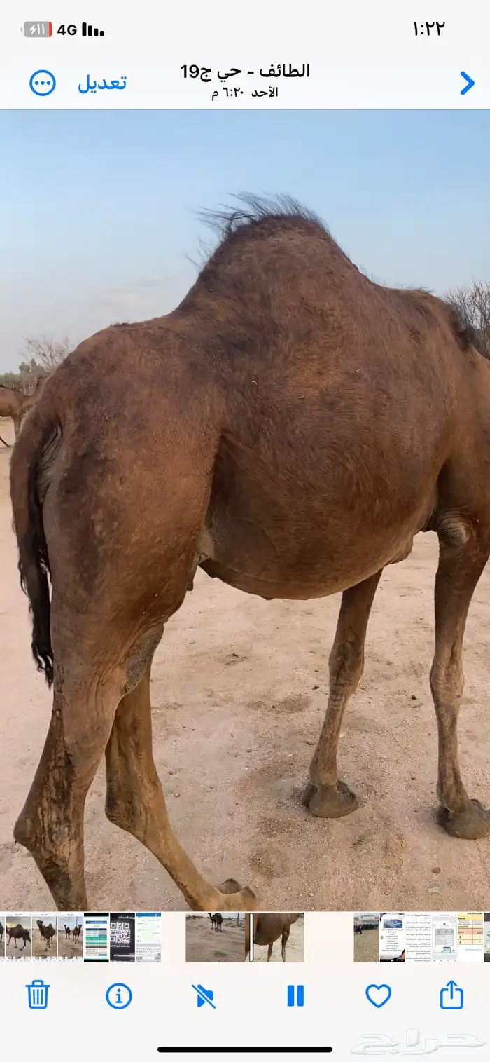 نياق للبيع 5