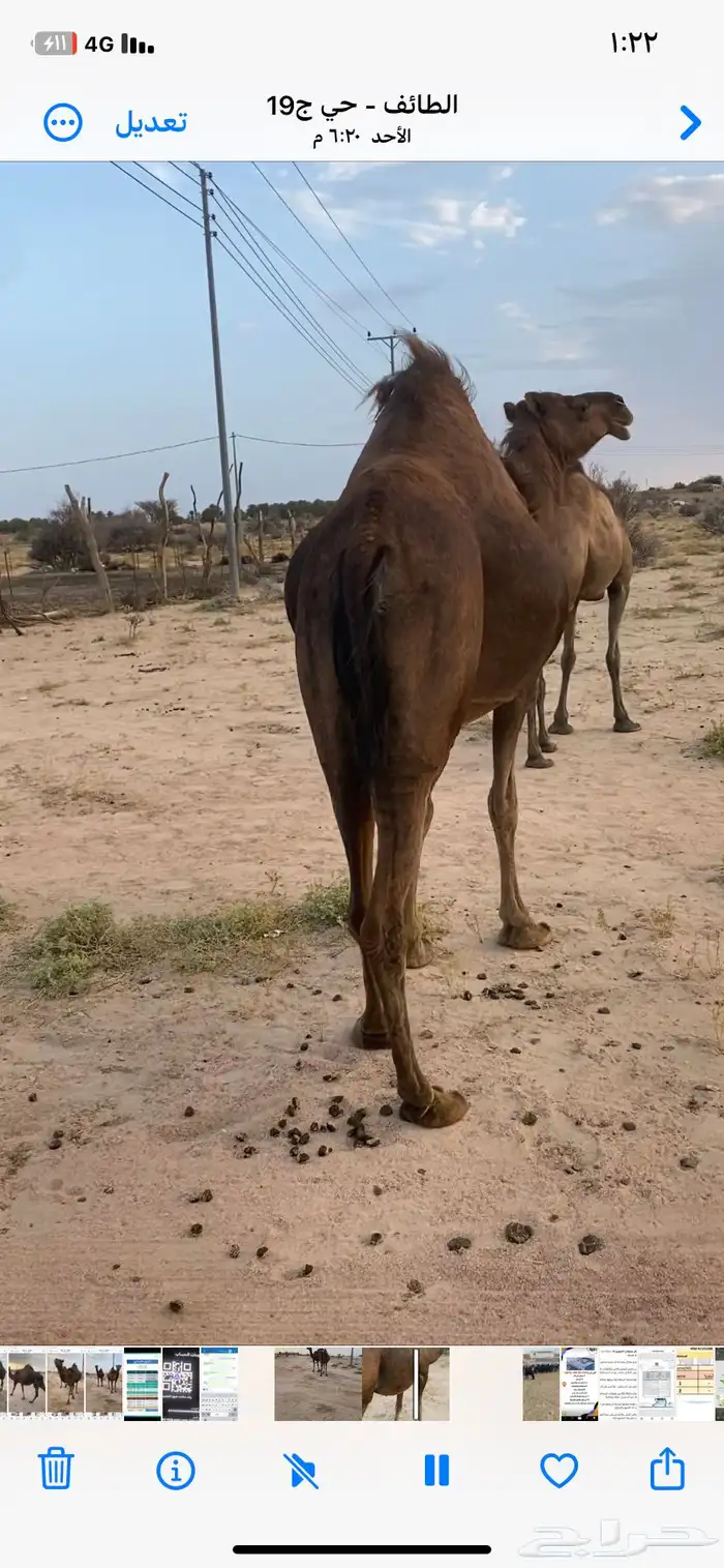 نياق للبيع 3