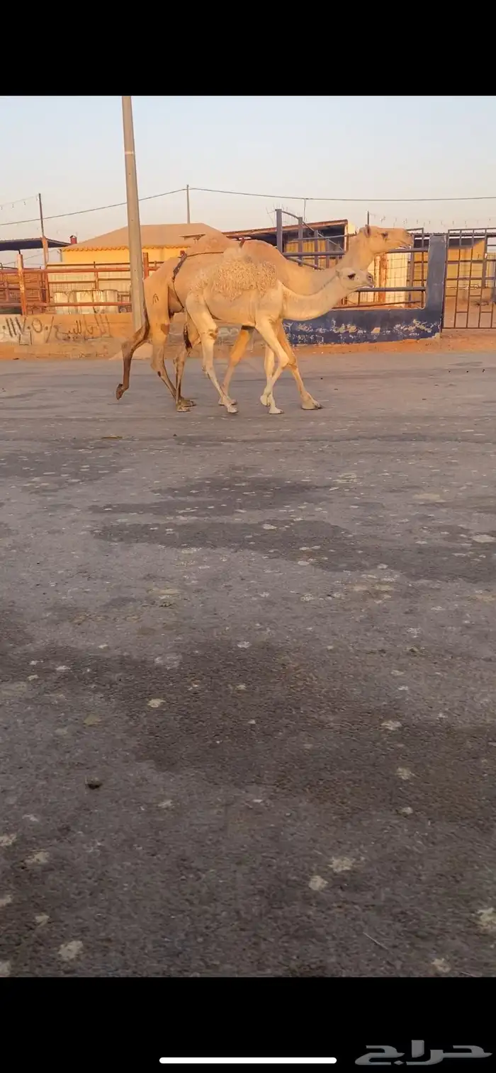 للبيع العشراء الي حدره بكره كفو 2