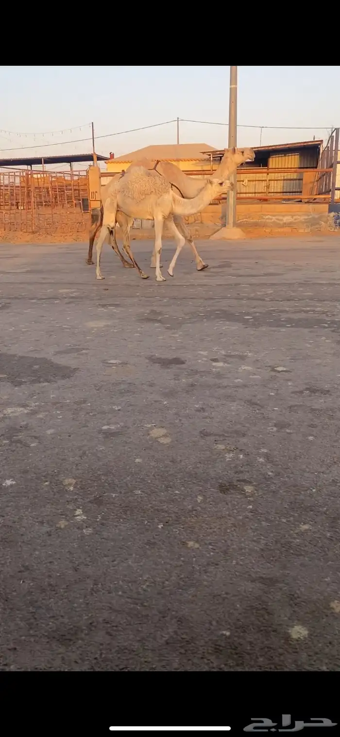 للبيع العشراء الي حدره بكره كفو 1