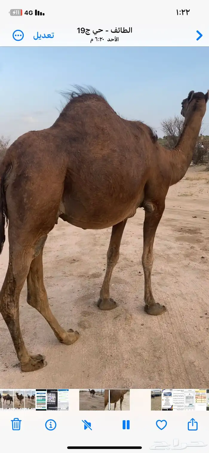 نياق للبيع 4
