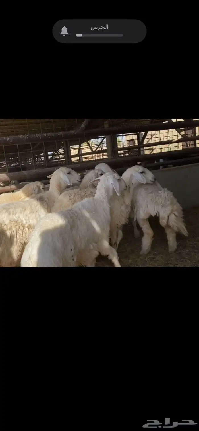 حريات رخال جذعات 1