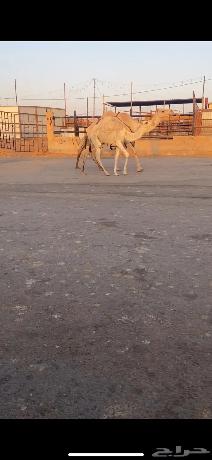 للبيع العشراء الي حدره بكره كفو 5