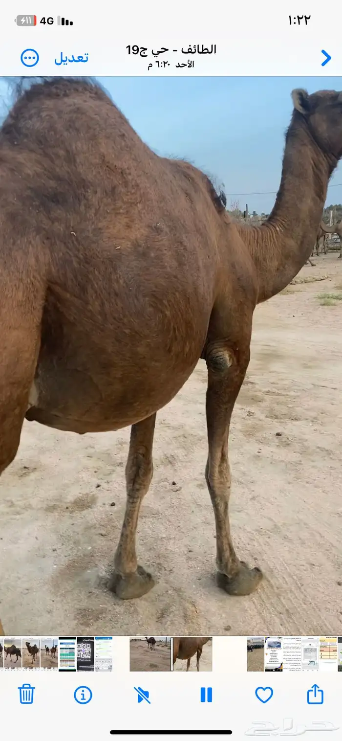 نياق للبيع 6