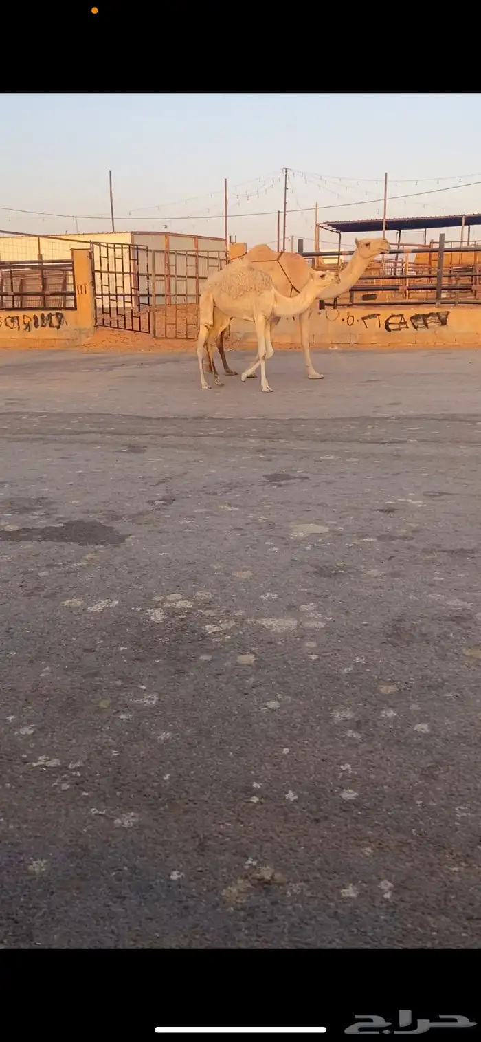 للبيع العشراء الي حدره بكره كفو 6