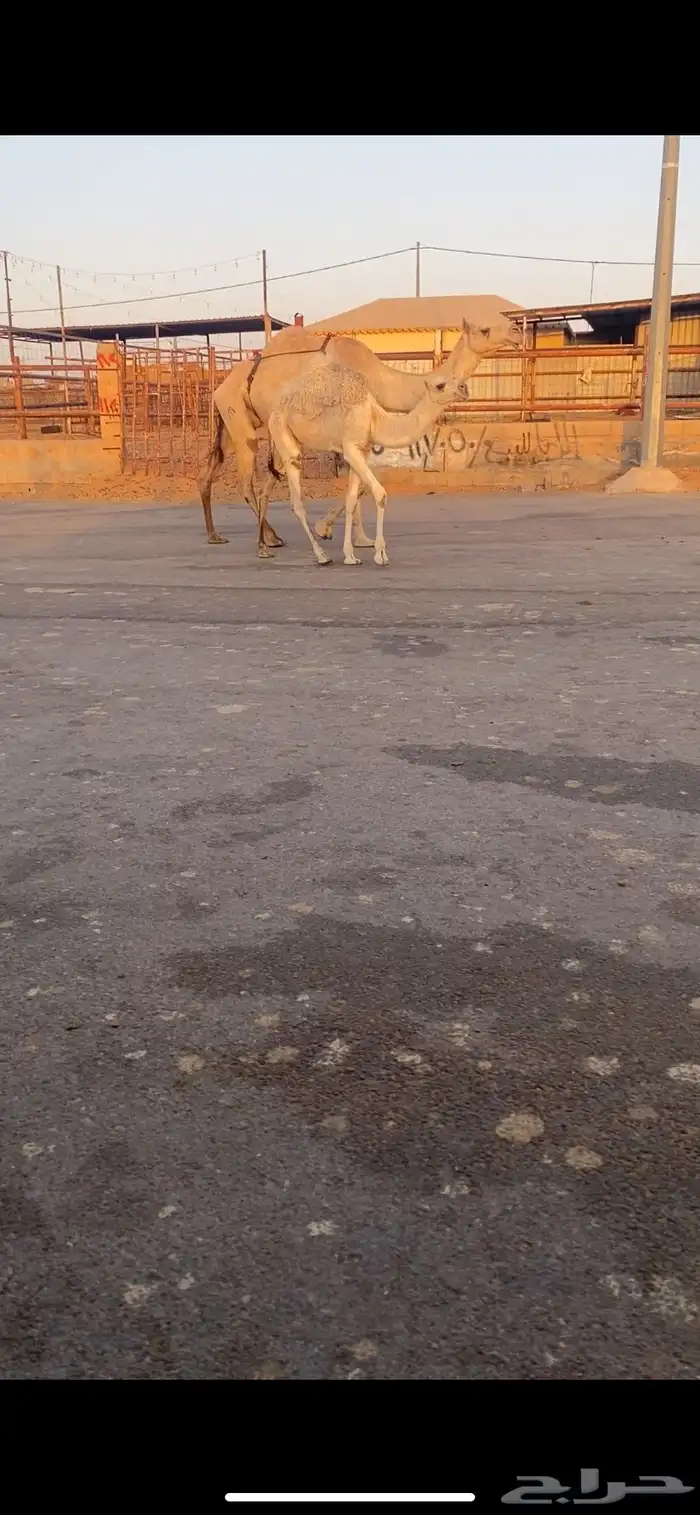 للبيع العشراء الي حدره بكره كفو 0