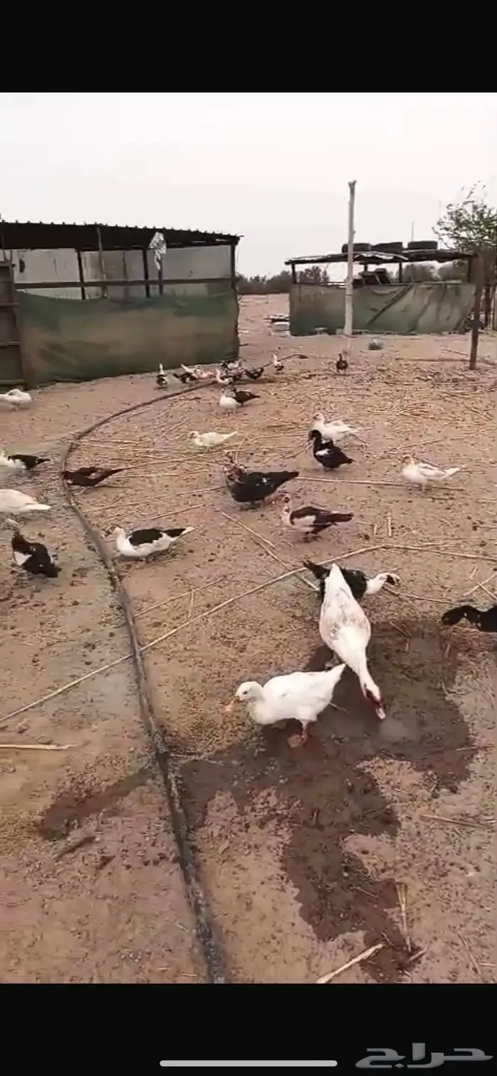 القنفدة القوز 2