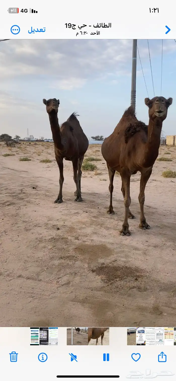 نياق للبيع 11