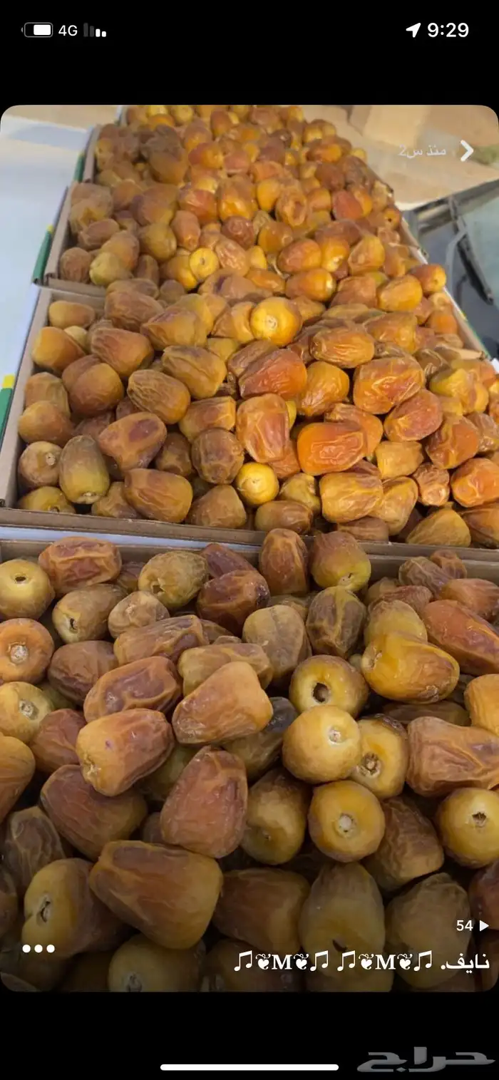 تمر خراف سنه 1447 هجري القصيم 7