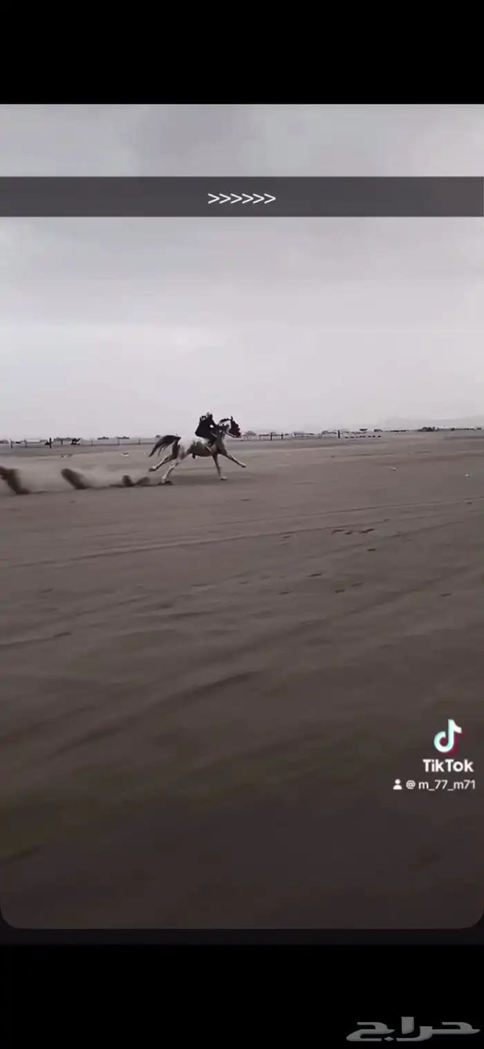 حصان شعبي سبوق جدا معه 16 كسبه 3